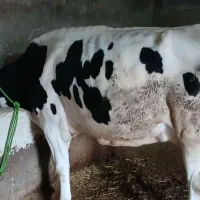 گاو هلشتاین با گوساله ماده