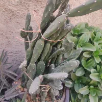 فروش گل|گل و گیاه طبیعی|قدس, شهر‌قدس|دیوار