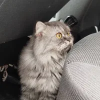 واگذاری گربه جفت اسکاتیش و برتیش