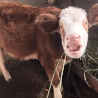 گاو|حیوانات مزرعه|نوشین شهر, |دیوار