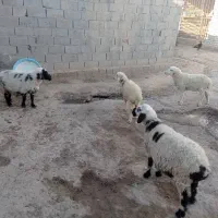 بره و میش|حیوانات مزرعه|کرباسک, |دیوار