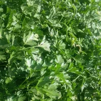 کار کشاورزی سبزی کاری انجام میدم