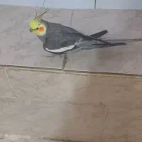 عروس هلندی سینامون