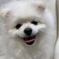 پامرانین اصل