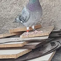 کبوتر گرفتنی پلاکی ماده معاوضه با کفتر معمولی|پرنده|قم, ولیعصر|دیوار