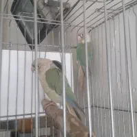 گرنچیک مولد|پرنده|آران و بیدگل, |دیوار