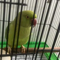 فروش طوطی ۹ ماهه ملنگو|پرنده|تنکابن, |دیوار