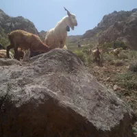 یک‌عددبزنر