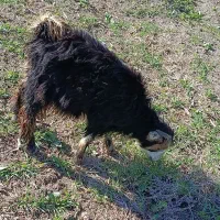 بزغاله نر و ماده