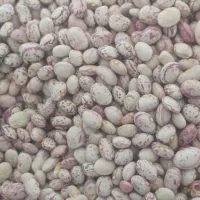 لوبیا درجه یک