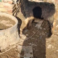 کهره نر و ماده