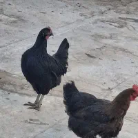 فروش ۴ عدد مرغ رسمی تخم گذار و نوچه