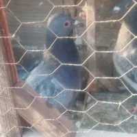 کفتر بوم|پرنده|مشهد, نوید|دیوار