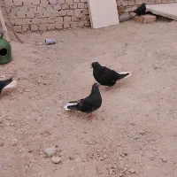 کفتر جفت نر و ماده