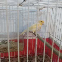 قناری مادە جفت نخورده آمادەی جفت|پرنده|کرمانشاه, |دیوار