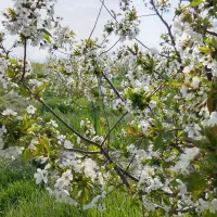 باغ3500متری چناران