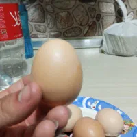 تخم مرغ نطفه دار  روز