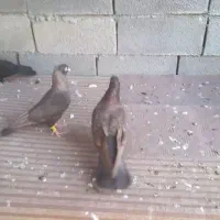 آبادانی بازدید آغاجاری