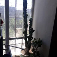 ۲ عدد کاکتوس سخره ای|گل و گیاه طبیعی|مشهد, مشهدقلی|دیوار