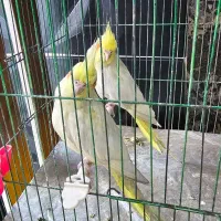 یک جفت عروس هلندی لوتینو