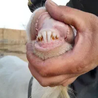 بزسانن اصل شکم دوم حامله سنگین سه قلوزا