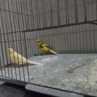 ۲جفت قناری و فنچ بنگالی|پرنده|خمینی‌شهر, |دیوار