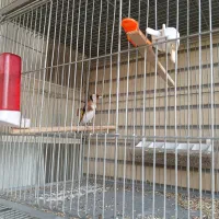 سهره دوساله|پرنده|اصفهان, تخت فولاد|دیوار