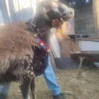 بره گوسفند قوچ