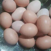 تخم مرغ محلی