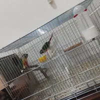 یلوساید|پرنده|شاهین‌شهر, شهرک سایت|دیوار