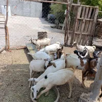 کهر نر