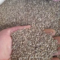 شاهدانه درجه ۱