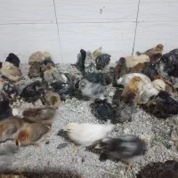 ۶۰تاجوجه بیست جوجه