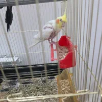 دو عروس هلندی سخنگو|پرنده|تربت‌حیدریه, حسنی بالا|دیوار