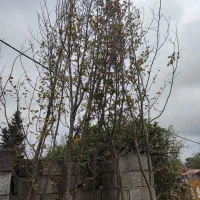 درخت آهن یا انجیلی|گل و گیاه طبیعی|چابکسر, |دیوار