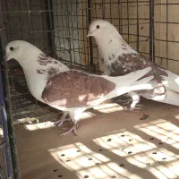 مایل به معاوضه نسیتم