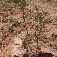 فروش۲ هکتار زمین کشاورزی سروستان با آب|فروش زمین و ملک کلنگی|شیراز, بریجستون|دیوار