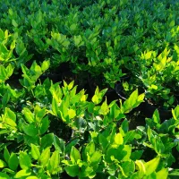 فتونیا ، فوتونیا و یاس هلندی|خدمات باغبانی و درختکاری|واجارگاه, |دیوار