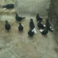 کبوتر زاغ دم سفید