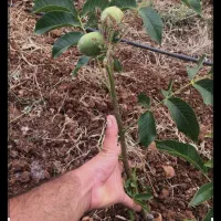 نهال گردو اصلاح شده|خدمات باغبانی و درختکاری|مهاباد (آذربایجان غربی), |دیوار