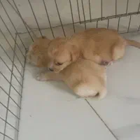 توله سگ آپارتمانی