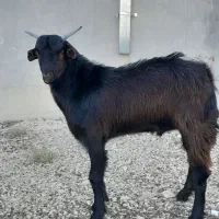 که. کهره نر جوان ۷ ماهه