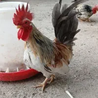 خروس ژاپنی یا مینیاتوری