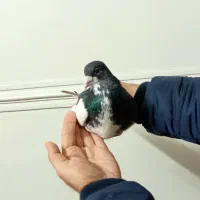 چپ سیاه و سرک کبوتر کفتر شهری