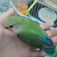 کوتوله دستی