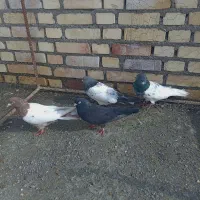 هشت تا کاله|پرنده|بکتاش, |دیوار