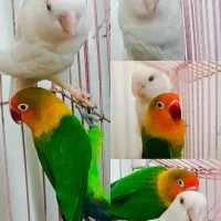 طوطی برزیلی