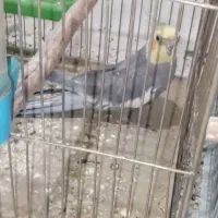 عروس هلندی دستی