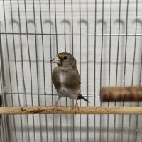 جوجه سهره دو رگ