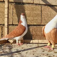 کلاغ کربلایی وساده سرخ کاکلی اس اس|پرنده|مشهد, انقلاب|دیوار